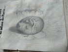 Salvador Dal   s Surrealist Original Hand Sketch Graphite On Laid Paper Signed