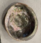 Natural Beautiful Iridescent Mother Of Pearl Large Abalone Shell 7 5   x 6 5   