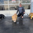 Crouching Cougar Life Size Statue Jungle Wild Cat Animal Prop Display Decor