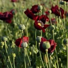 Heirloom Uk Maroon Poppy Seeds Rare Import Giant Crimson Blooms True Somniferum