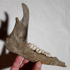 Deer Jaw Bone Fossil From The Ice Age