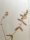 Antique Herbarium Pressed Botanical Specimen 1920s Bladder Campion 15  X 10 