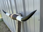 Mounted Steer Horns  3 Feet 5 1 4 Inch Longhorn Polished Mount Bull Cow