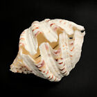 Extra Large Horse Hoof Clam Shell Matching Pair Hippopus Hippopus Very Rare Set