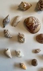 Beautiful Assortment Of Shells From Sw Florida Including A Piece Of A Junonia 