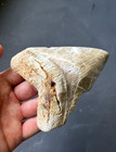 4 74    Summerville Megalodon Fossil Shark Tooth With Lightning Strikes