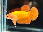 Live Betta Fish Giant Bigsize 2  Body Super Orange Hmpk Male Real Picture
