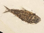 49 Million Year Old  Knightia Fish Fossil From Fossil Lake Wyoming 453gr