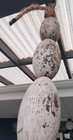 Vintage Pacific Northwest Wood Fishing Net Floats Buoys Nautical Decor