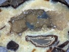 Large Septarian Geode Bear Carving - Zuni - Dragon Stone - 6 x4 5  - W fossils 
