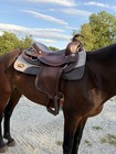 15  Dakota Saddle Sqhb Western Used