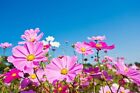 100 Gloria Cosmos Seeds   Sale Free Shipping Non Gmo Heirloom