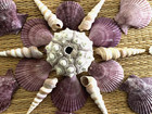 25 Piece Beautiful Medley Of Purple Sea Shells - Crafting