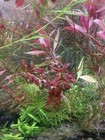 Live Aquarium Plants And Moss Bundle 15 Plus Stems Buy 2 Get 1 Free 