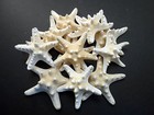 24  White Knobby Starfish 3-4  Beach Wedding Decor Nautical Crafts Hobby Real 