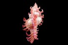 Sea Shell - Chicoreus Nobilis- 50mm