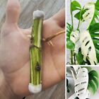 5 Monstera Albo Thai Constellation Rooted Cuttings 100  Fresh New