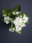 Artificial Kalanchoe Bush  Silk Flower Floral Arrangements White