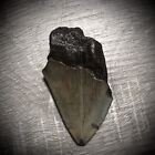 2 9    Rare Megalodon Shark Tooth Fossil Teeth Kids Gift Nc Sharks Rare Shark Week