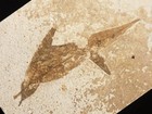 Three  Entwined 50 Million Year Old Leave Fossils 100  Natural Wyoming 614gr