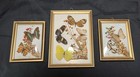 Real Butterflies Butterfly Taxidermy Entomology Framed  Dome Glass Set Of 3 Read