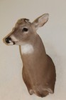 Whitetail Deer Head Shoulder Mount Taxidermy Mount Antler Hunt Rack Mule Hide