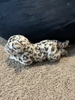 Leopard Animal Alley Very Soft Cuddly Fluffy 16 Inches Long Plush