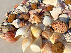 Large Lot Beautiful Seashells Sea Shells 3  Lbs Best Value   Price Free Ship 