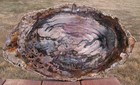 Sis  Glorious Autumn Breccia 19  Madagascar Petrified Wood Amazing Grain Pattern
