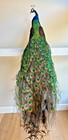 Discount-left-facing Black Shouldered Peacock-unique White Markings made In Usa 