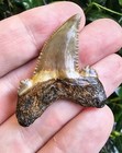 1 8  Fossil Auriculatus Shark Tooth - Eocene - Balegem  Belgium