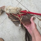 Vintage Native American Coyote Talking Stick 30  Medicine Wand Southwestern Usa