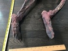 Star Trek Original Prop Xindi Burned Corpse Paramount Television Enterprise Coa