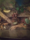 Land Hermit Crab Food treat s Bag Wild  Picked Foods 14 1 2x2