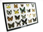 20 Beautiful Butterfly Butterflies In Showcase - Framed - Real - A-20-madam-07