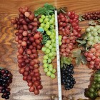 Huge Lot Of 56 Vintage Artificial Faux Rubber Prop Grapes Bunches Strands Fake