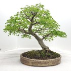 Rare Live Plant 2ft Pithecellobium Tortum Brazilian Raintree Chloroleucon Bonsai