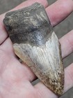 3  Authentic Prehistoric Megalodon  Fossil Shark Tooth Teeth 100  Authentic 
