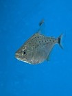 1 Live Black Piranha  serrasalmus Rhombeus  At 1 5   free 2-day Fedex Shipping 