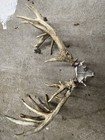 Huge Whitetail Deer Antler Sheds