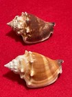 Two Strombus Alatus  gmelin 1791  Florida Fighting Conch 70 77mm   70 47mm