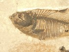 Super Fine Bones  Diplomystus Fish Fossil With A Coprolite Wyoming 217gr