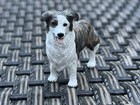 Custom Border Collie Family