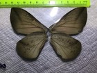 Lpsa 00  A   A    Price Reduction     Liquidation Sale  Female Butterflies
