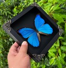 Real Morpho Didius Butterfly Framed Large Blue Insect Specimen Entomology Art