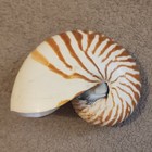 Vintage Tiger Nautilus Seashell Specimen 5 1 2 X 4 1 2 Excellent Condition