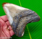 5 02    Megalodon Shark Tooth  Rare Lava   olored - Real Fossil