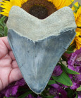 Very Rare Blue 5 1 Inch Megalodon Shark Tooth