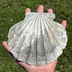 Pretty 6 5    Fossil Chesapecten Scallop Seashell Va Megalodon Shark Era Big Shell