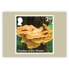 Gb 2025 Mushrooms Phq Postcards Set Of 10 - Mint  sealed Pack  Issue Date 3 7 25